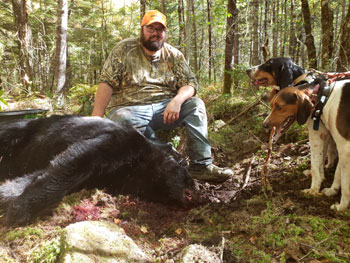 Guided Bear Hunting Trips using Hounds