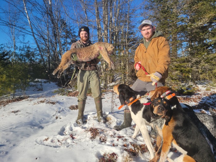 Bobcat Hunting